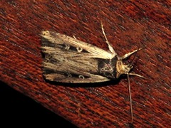 Axylia annularis