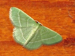 Chlorissa attenuata