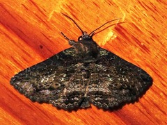 Pericyma mendax
