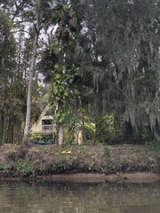 Epipremnum aureum image