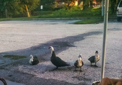 Cairina moschata domestica