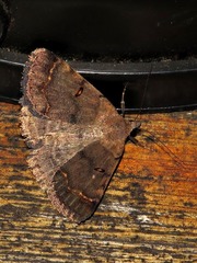 Plecoptera melanoscia