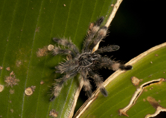 Psalmopoeus