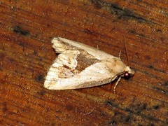 Lithacodia caffristis