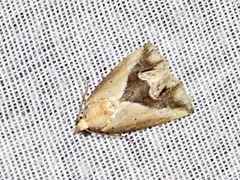 Lithacodia caffristis