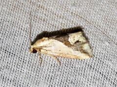 Lithacodia caffristis