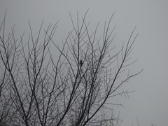 Haemorhous purpureus