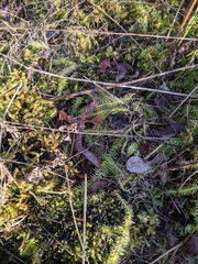 Lycopodiella appressa