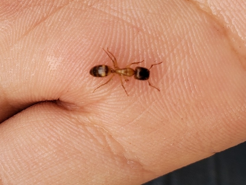 Pseudocolobopsis
