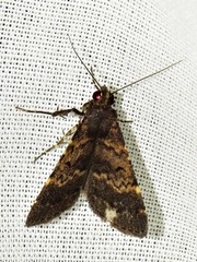 Hydrillodes uliginosalis