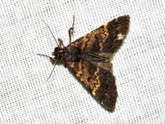 Hydrillodes uliginosalis