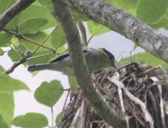 Pachyramphus versicolor