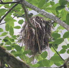 Pachyramphus versicolor