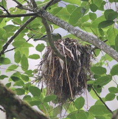 Pachyramphus versicolor