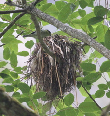 Pachyramphus versicolor