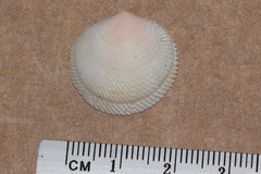Divaricella irpex