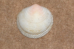 Divaricella irpex image