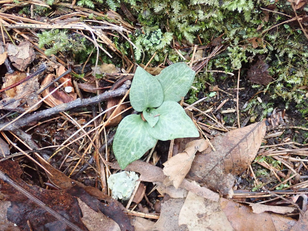 Goodyera tesselata