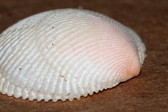 Divaricella irpex