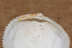 Divaricella irpex
