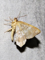 Chiasmia confuscata