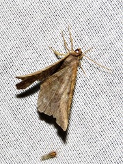 Chiasmia confuscata