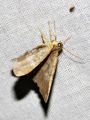 Chiasmia confuscata