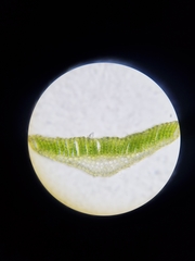 Polytrichastrum ohioense