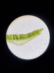 Polytrichastrum ohioense