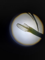 Polytrichastrum ohioense