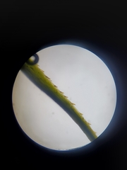 Polytrichastrum ohioense