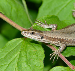 Podarcis muralis
