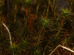 Polytrichastrum ohioense