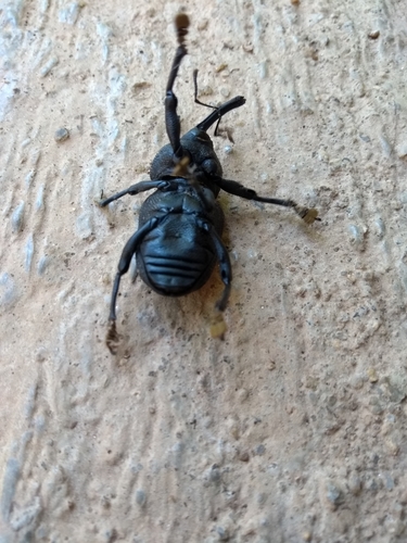 Black coconut bunch weevil photo 5