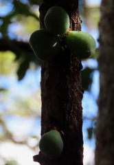 Davidsonia jerseyana