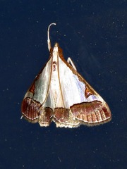 Viettessa margaritalis