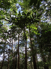 Davidsonia jerseyana