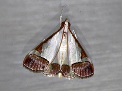 Viettessa margaritalis