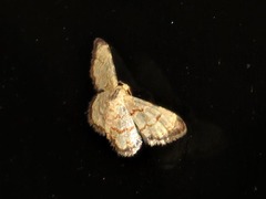 Idaea sublimbaria