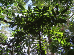 Davidsonia jerseyana