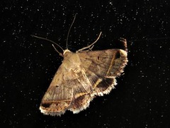 Acantholipes trimeni