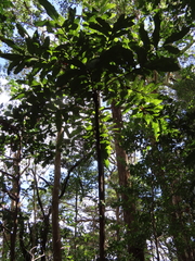 Davidsonia jerseyana