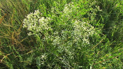 Eremogone longifolia