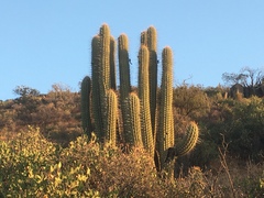 Trichocereus chiloensis chiloensis