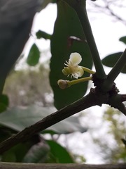 Garcinia guacopary