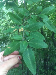 Nothofagus alpina