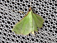 Parotis prasinophila