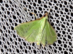 Parotis prasinophila