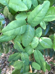 Boquila trifoliolata