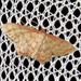 Idaea auriflua - Photo (c) Kate Braun, some rights reserved (CC BY-NC), uploaded by Kate Braun
